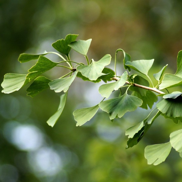 Ginkgo biloba Pflanze Baum - Fächerblattbaum