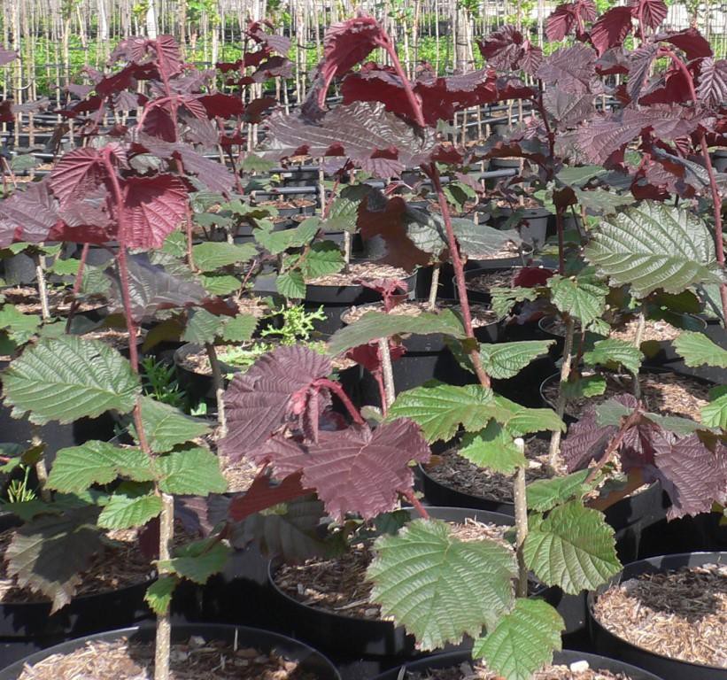 Rote Zellernuss rotlaubige Haselnuss - Haselnussstrauch | Grüner Garten Shop | Obstbäume & Gemüsepflanzen
