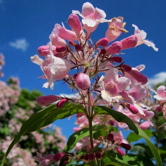 Perlmuttstrauch Pink Cloud - Kolkwitzia amabilis