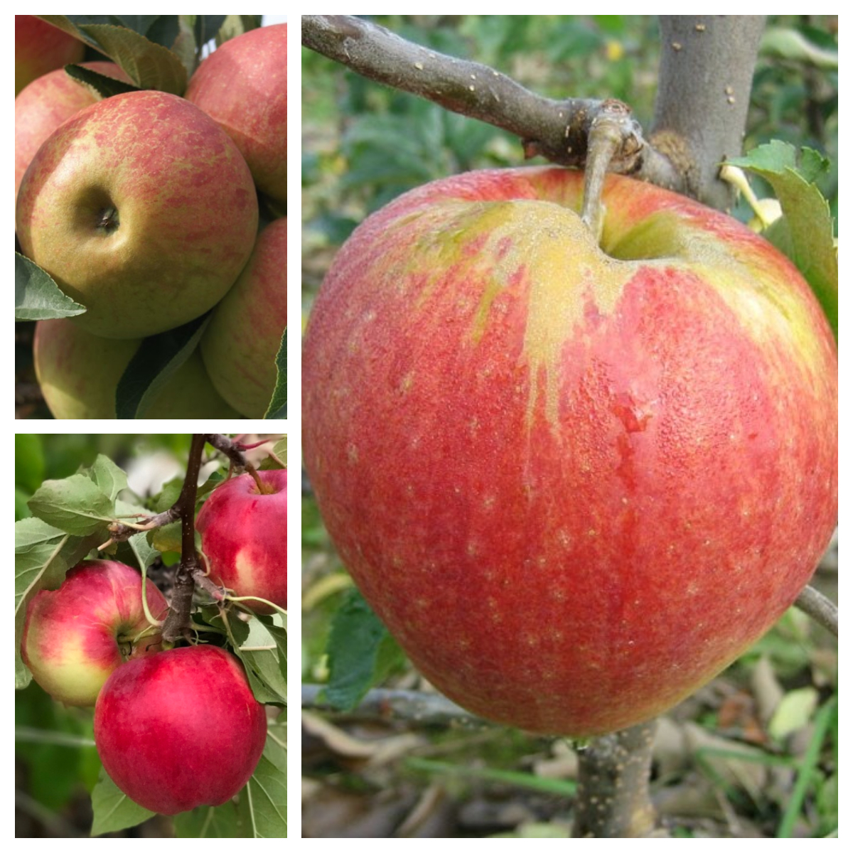 Apfel Familienbaum mit 3 Apfelsorten auf einem Baum | Grüner Garten Shop