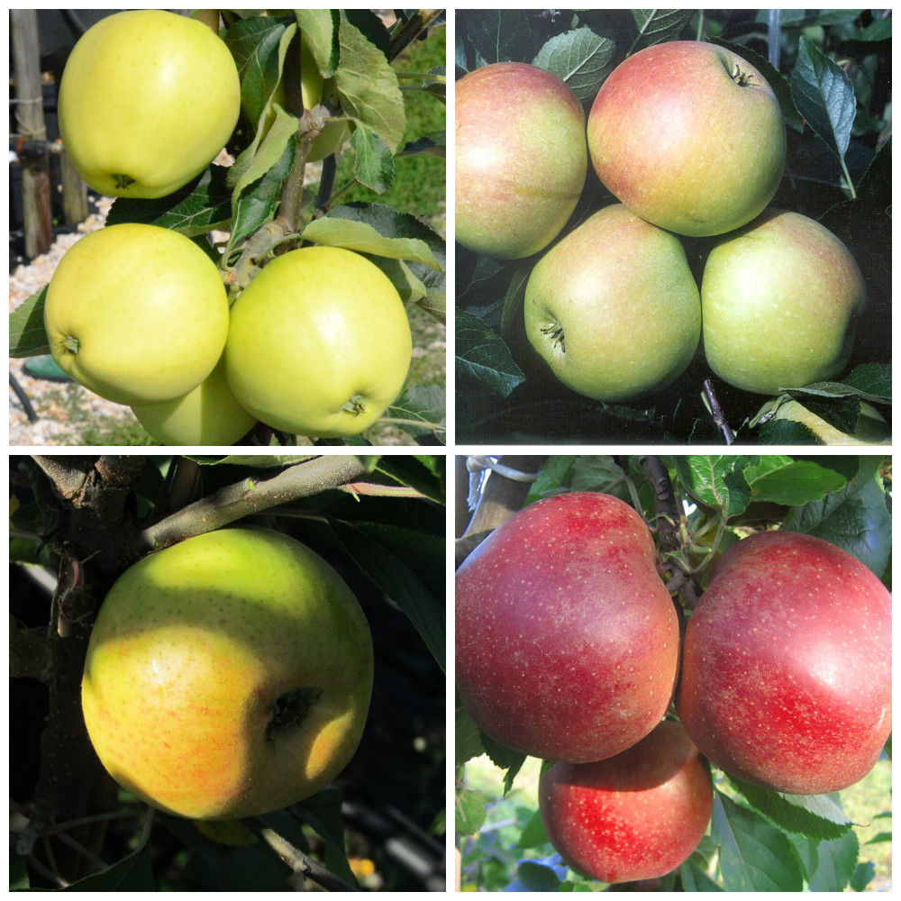 2-er Set einjährige Apfelbäume nach Wahl mit 5 Liter Topfballen | Grüner  Garten Shop | Obstbäume & Gemüsepflanzen