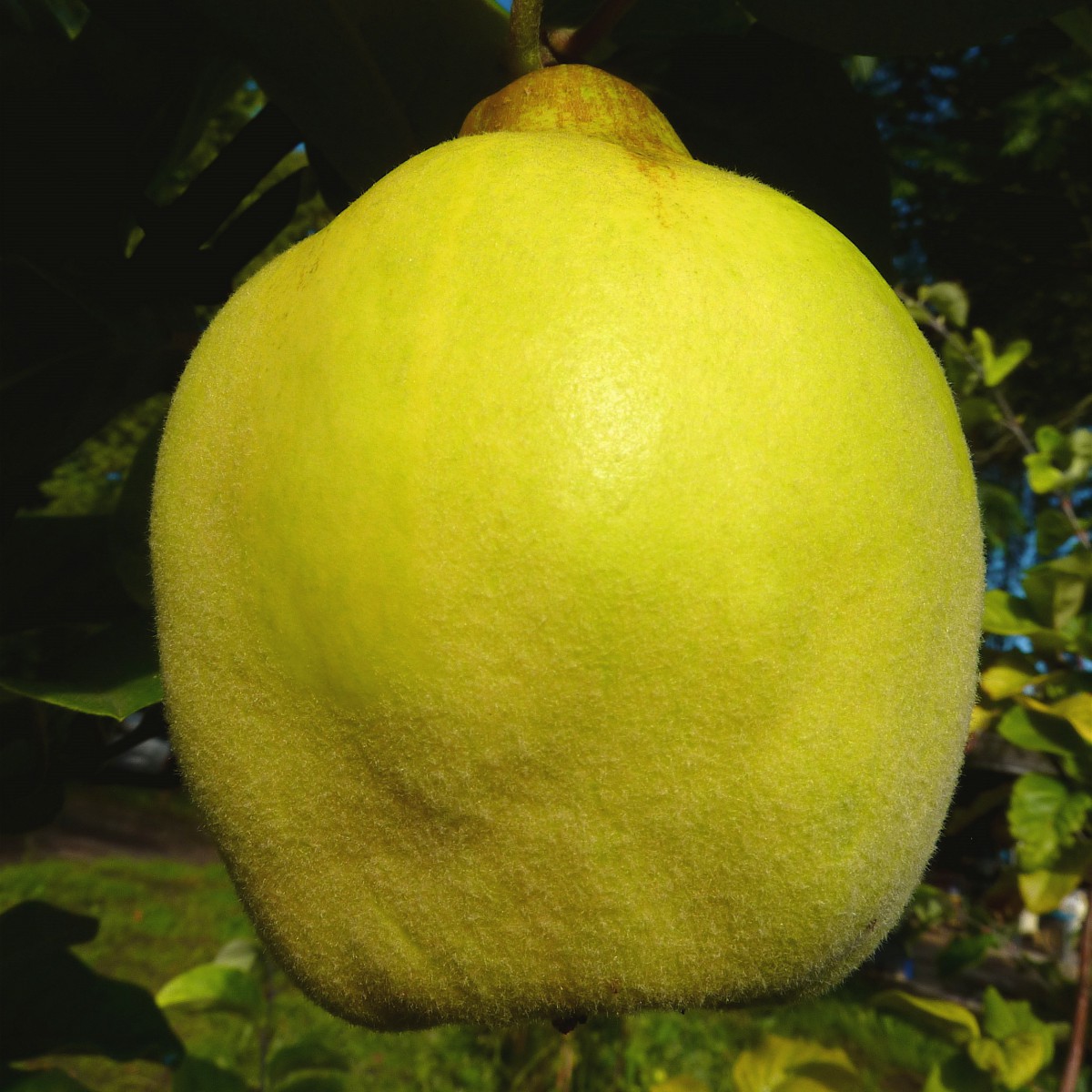 Cydonia oblonga Quitte Ayva (R) - süße Shirin Quitte | Grüner Garten Shop
