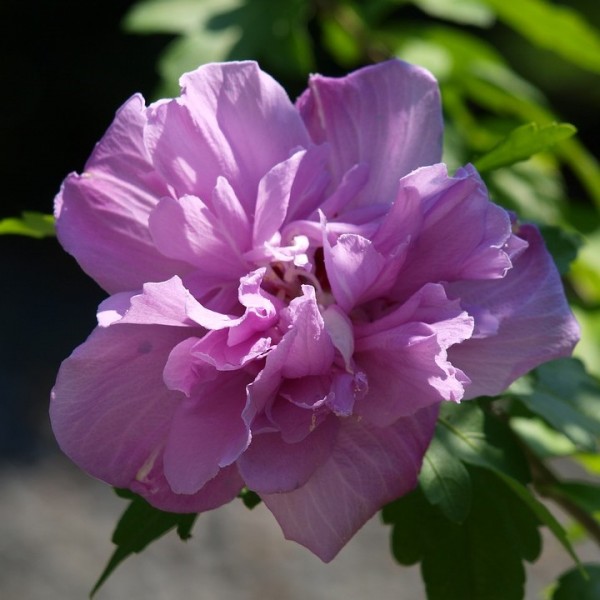 Gartenhibiskus Roseneibisch Lavender Chiffon® - Hibiscus syriacus