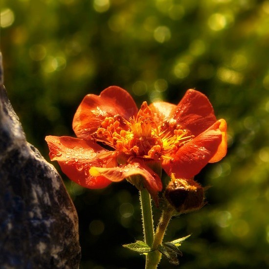 Staude Geum occineum Borisii Garten Nelkenwurz orangerote Blüte von Mai - Juli im 0,5 Liter Topf