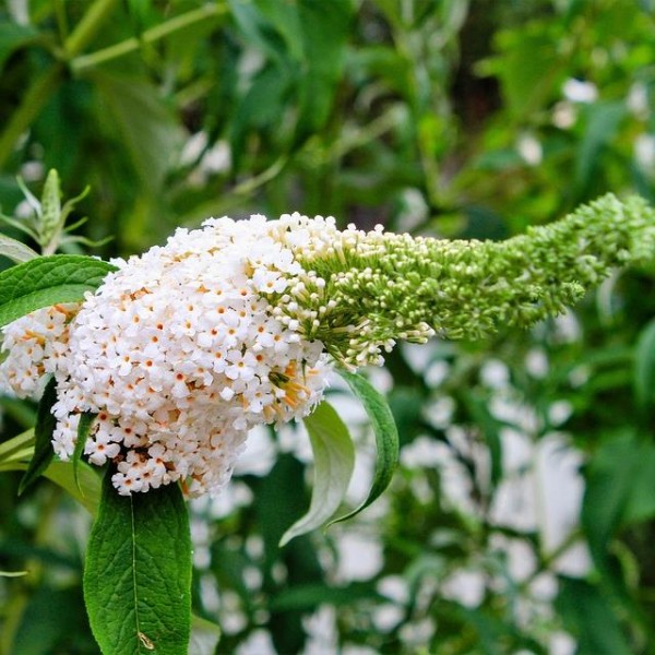 Sommerflieder White Bouquet reinweiße duftende Blüte Bienenweide 60-100 cm im 3 Liter Topf
