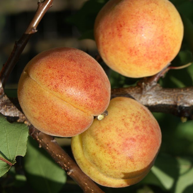 Aprikosenbaum Bergeron - Grüner sehr große Garten Shop süße | Aprikose saftig