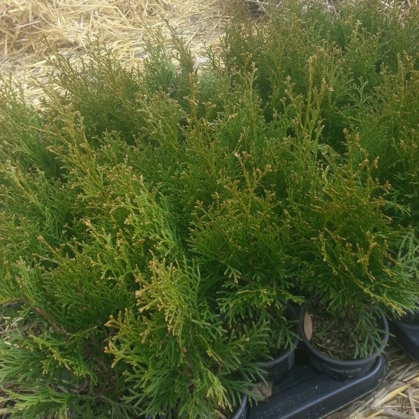 10 Stück Thuja Smaragd 25-35 cm Frischgrüner Kegel-Lebensbaum Heckenpflanzen Immergrüne Heckenpflanz