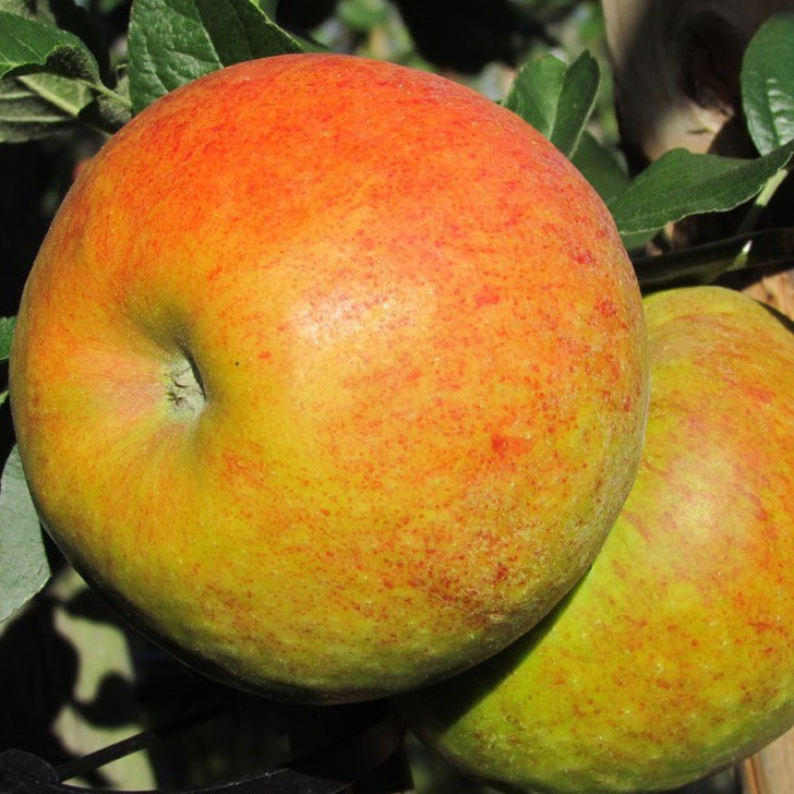 Süßer Pinova (S) robuster Apfelbaum für den Hausgarten | Grüner Garten Shop | Obstbäume & Gemüsepflanzen
