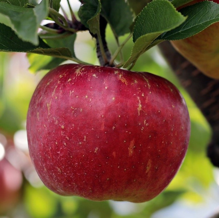 online Garten Shop Grüner | Roter kaufen Gravensteiner Apfelbaum