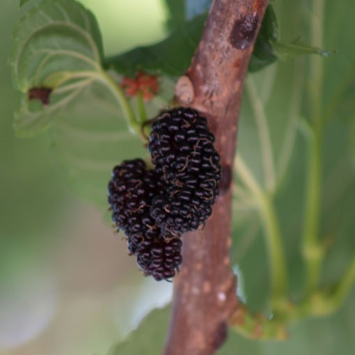 Maulbeerbaum Schwarze Maulbeere - Morus nigra