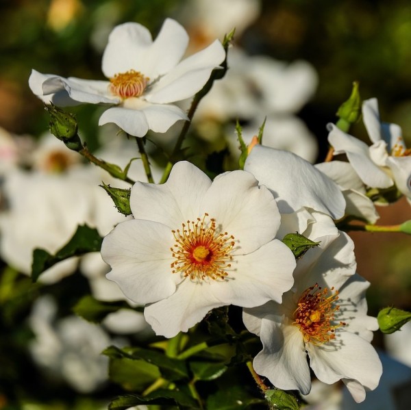 Weiße Rispenrose - Rosa multiflora vielblütige Wildrose Ramblerrose