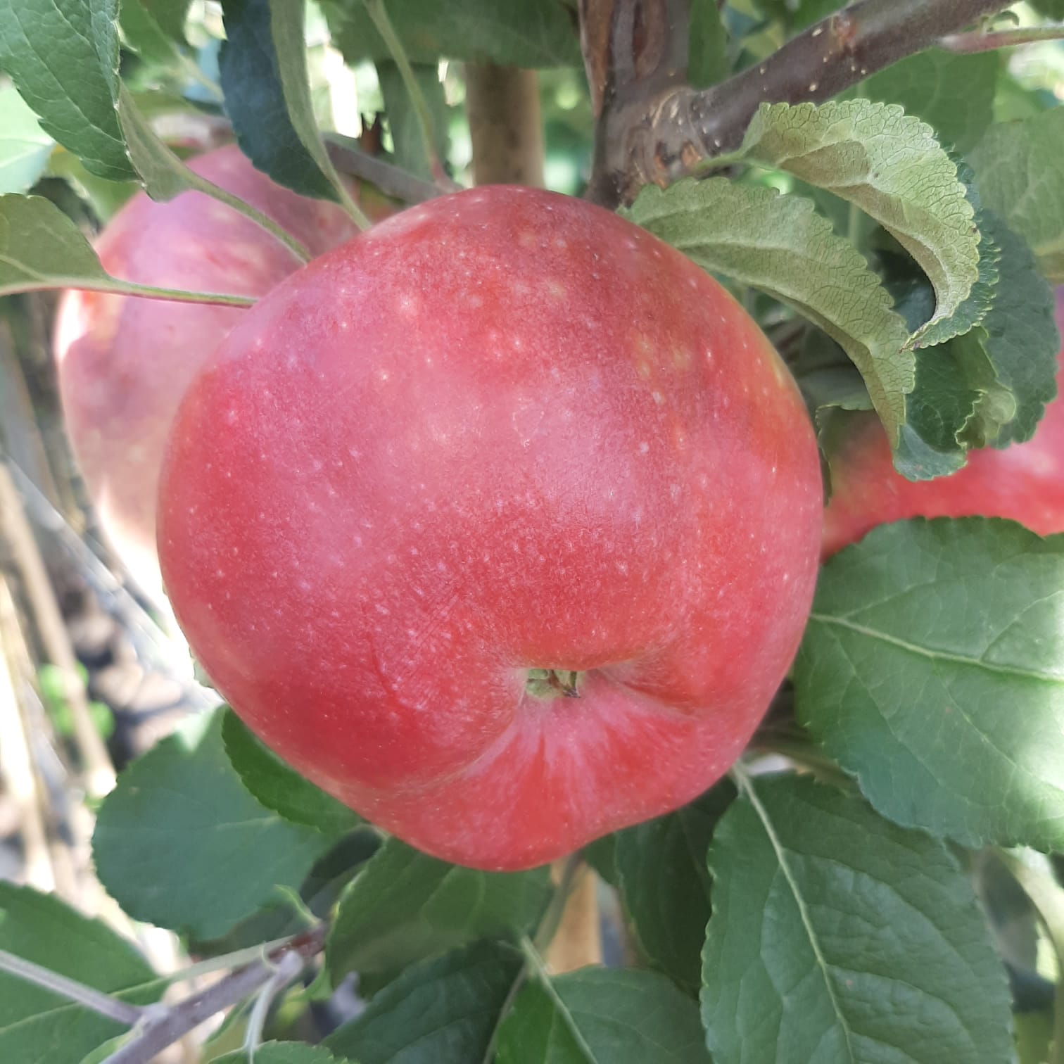 Kirgisischer Herbstapfel - sehr robuster Apfelbaum