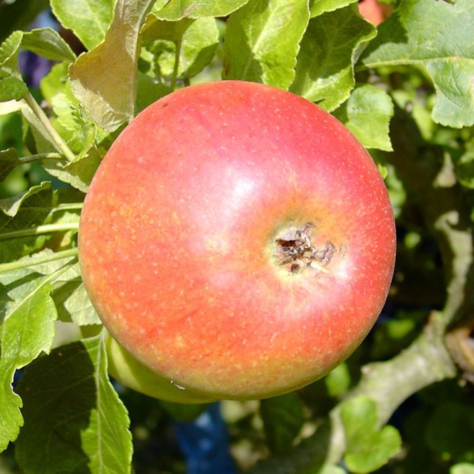 Apfelbaum Grüner kaufen | Alkmene online Kinderapfel Shop beliebter Garten