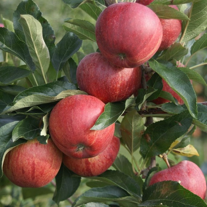 Gala - beliebter süßer Apfel - verschiedene Wuchsformen | Grüner Garten Shop
