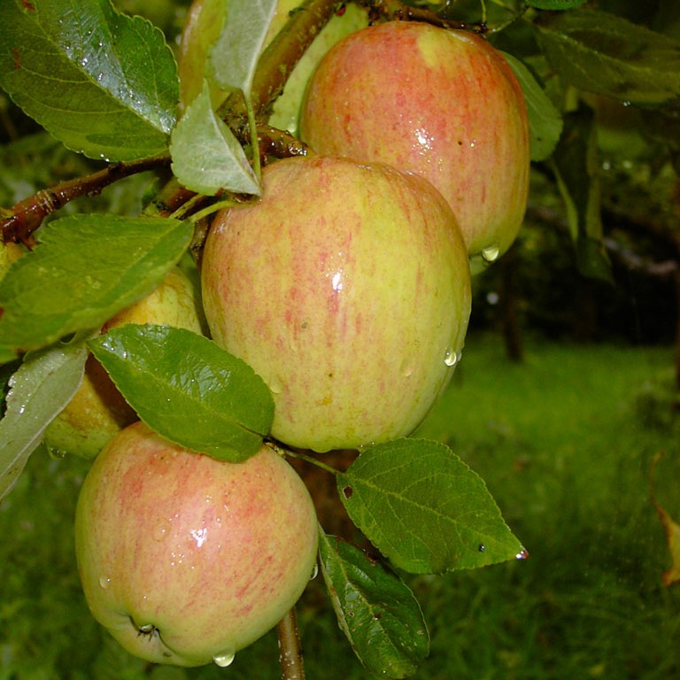 Apfelbaum Ontarioapfel robuster Winterapfel Busch ca 120-150 cm  9,5 L Topf M 26 