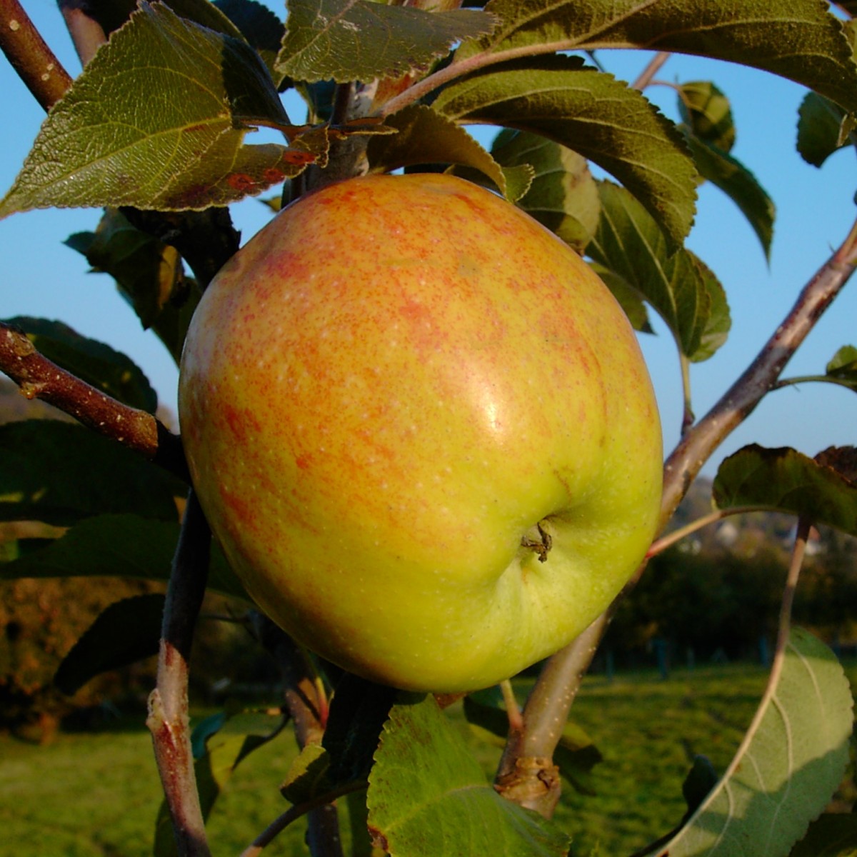 Apfelbaum Westfälischer Gülderling Hochstamm wurzeln Säm
