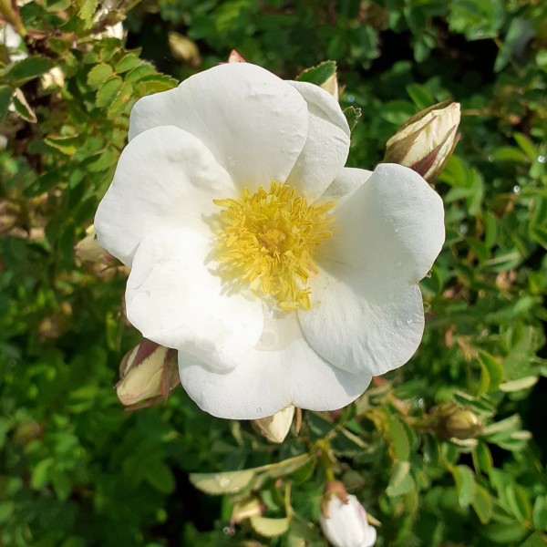 Dünenrose Felsenrose Bibernellrose - Rosa pimpinellifolia