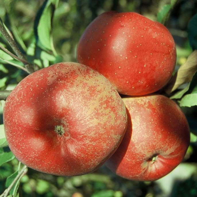 Apfelbaum Melrose - saftiger Winterapfel - online kaufen