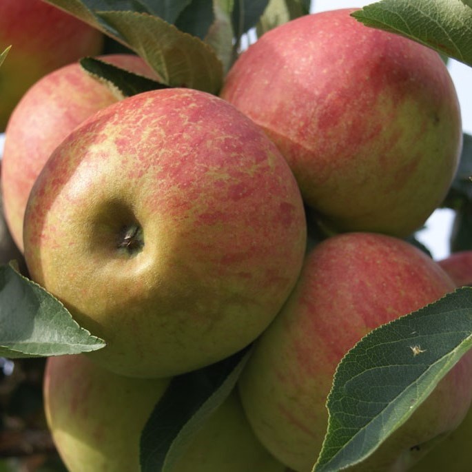 Winterapfel Apfelbaum Elstar | Garten aromatischer Grüner Shop beliebter
