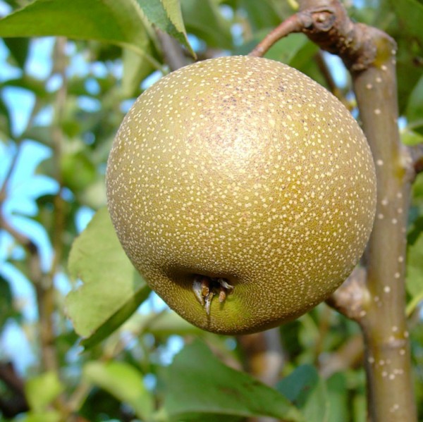 Nashi Kosui - Asienbirne Apfelbirne Buschbaum