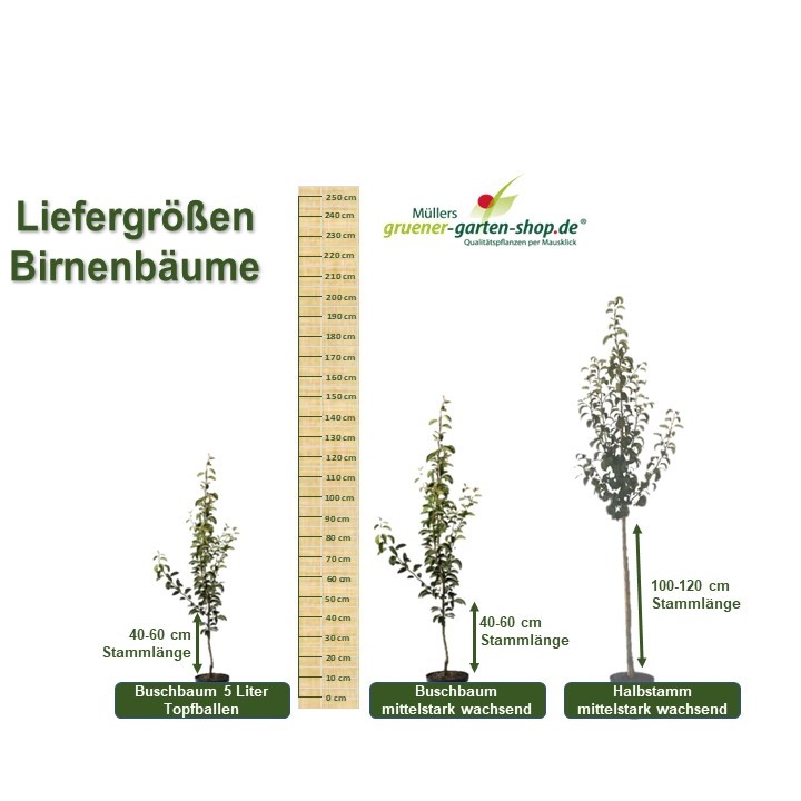Birnenbaum Gellerts Butterbirne | Grüner Garten Shop