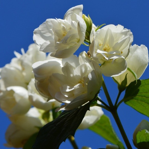Pfeifenstrauch Duftjasmin Snowbelle weiße gefüllte leicht duftende Blüte ca. 30-40 cm 3 Liter Topf