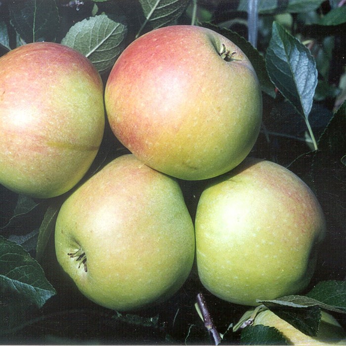 Apfelbaum: Orange-Melrose | James Grieve-Alkmene-Cox Garten Shop Duo Grüner