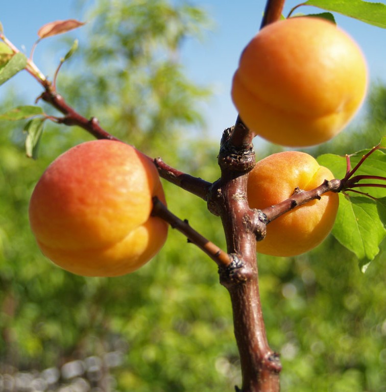 - Grüner Hargrand Garten Aprikose Aprikosenbaum Shop kaufen online | kräftiger