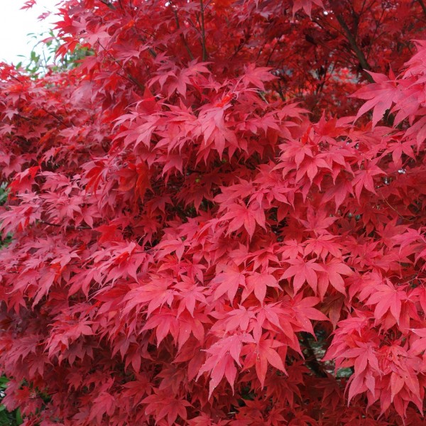 Roter Fächerahorn - Acer palmatum Atropurpureum