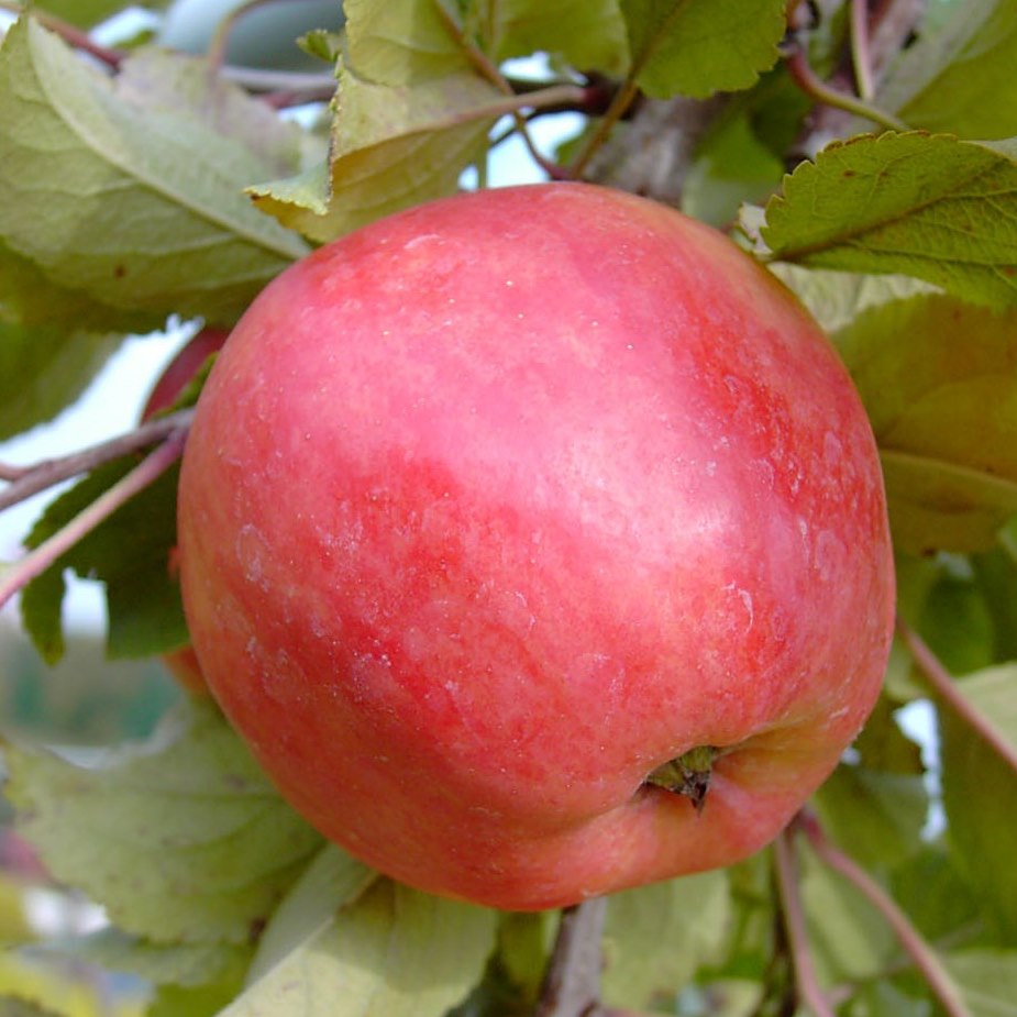 Piros (S) Sommerapfel - robuste | Apfelsorte Shop Garten leckere und Grüner