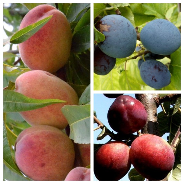 Trio Multi Fruit Tree - Pfirsich - Blaue Pflaume - Rote Pflaume