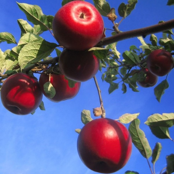 Roter Jonathan historische robuste Apfelsorte hoher Ertrag Hochstamm 180 cm Stamm wurzelnackt Slg.