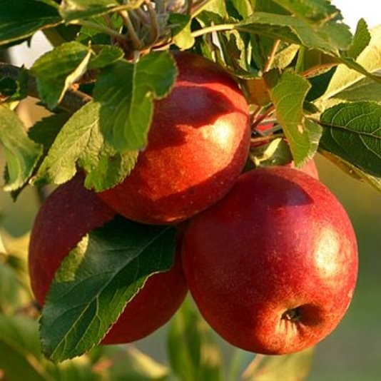 Roter Bellefleur historische Apfelsorte