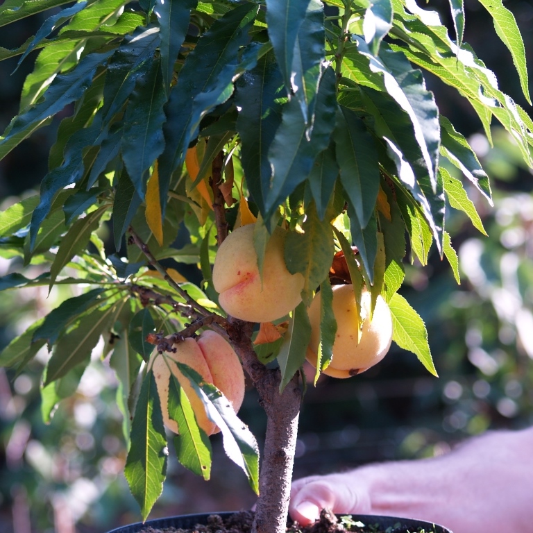 Zwergpfirsich Bonanza ® Pfirsich Prunus persica | Grüner Garten Shop