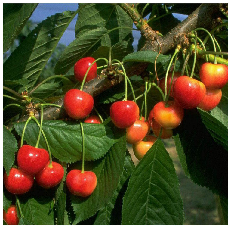 Angebot machen Kirschbaum Büttners Süsskirsche Rote Grüner | Knorpelkirsche Garten Shop kaufen