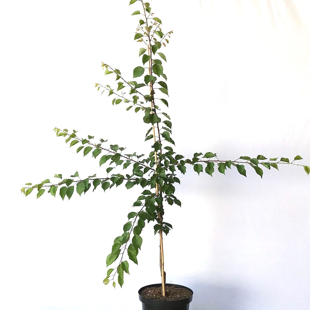 Goldrich großfrüchtige Aprikose - Aprikosenbaum | Grüner Garten Shop