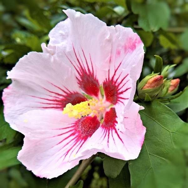 Gartenhibiskus Roseneibisch Hibiscus syriacus Hamabo rosa Blüte innen rot 20-40 cm 3 Liter Topf
