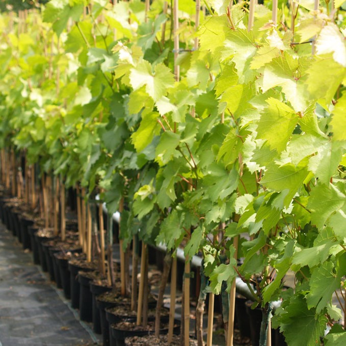 Suffolk Red - Große Auswahl Wein - online kaufen | Grüner Garten Shop