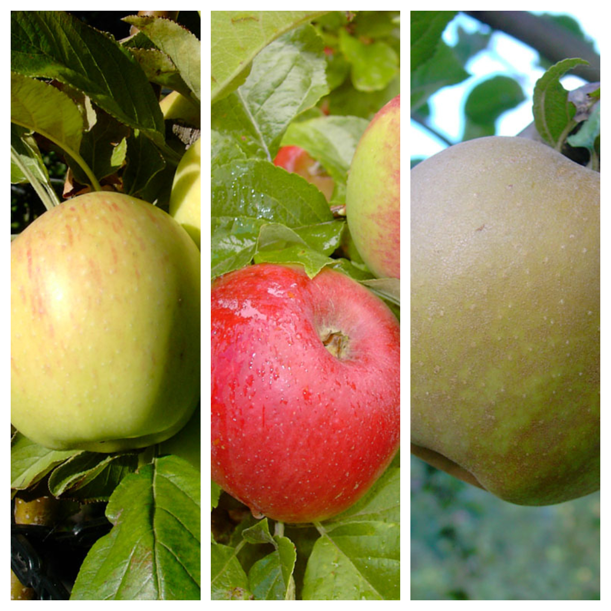 Drei historische Apfelsorten auf einem Baum | Grüner Garten Shop