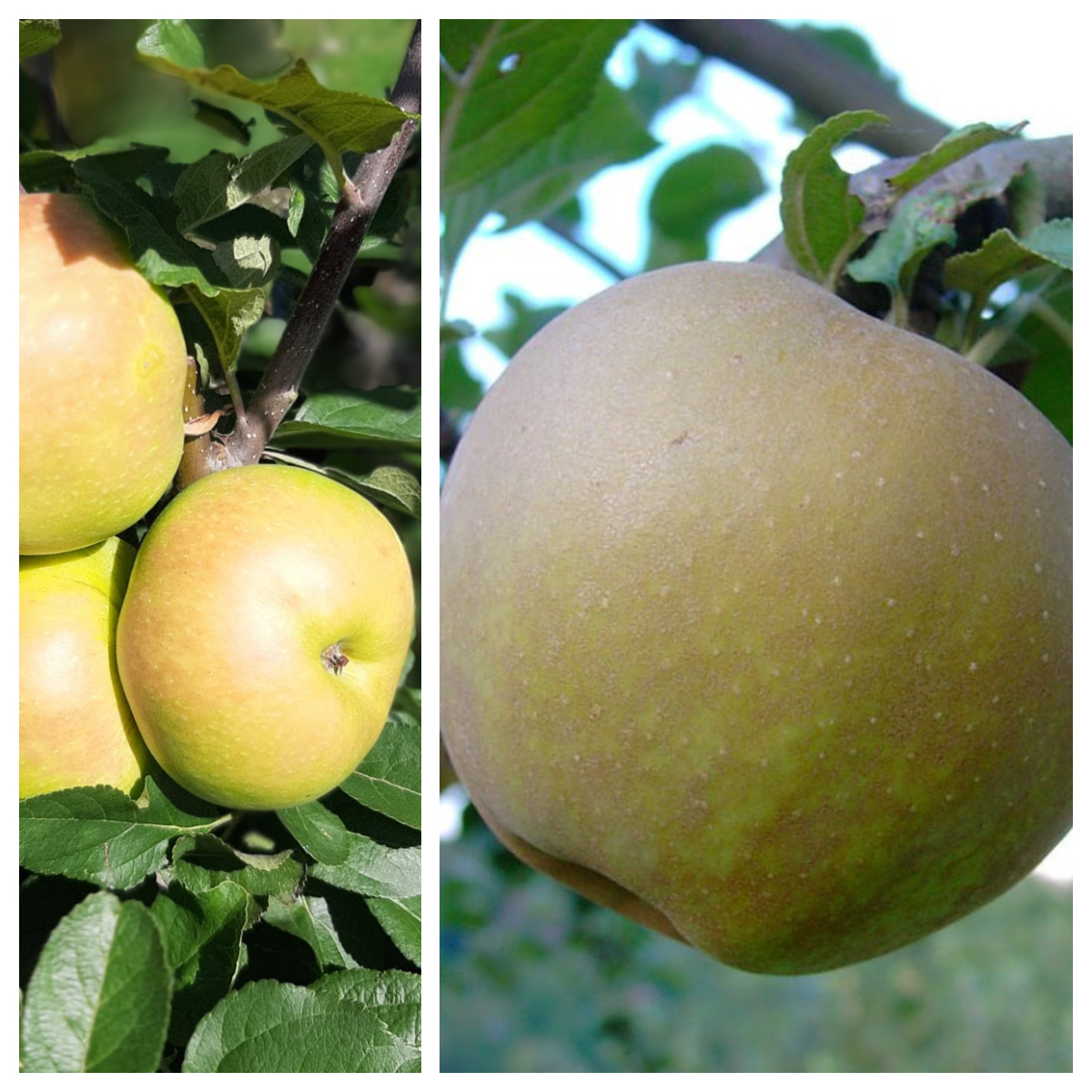 Historische Apfelsorten auf einem Duo-Apfelbaum | Grüner Garten Shop