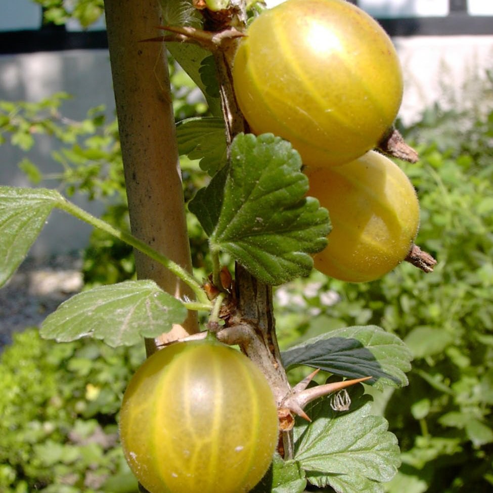 Hinnonmäki gelb Stachelbeere Superfood aus dem Garten | Grüner Garten Shop | Obstbäume & Gemüsepflanzen