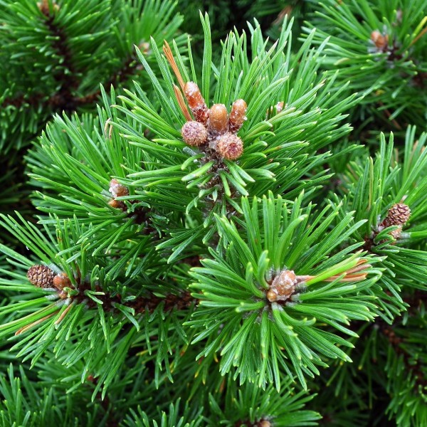 Latschenkiefer - Berg-Kiefer - Pinus mugo mugo