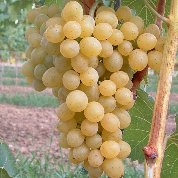 Weintraube Glenora gelb