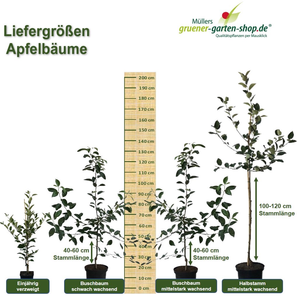 Apfelbaum Finkenwerder Prinz Hasenkopf Herbstprinz Apfel Buschbaum 150-170 cm M7 