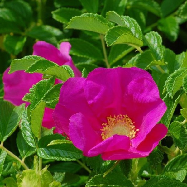 Kartoffelrose Apfelrose - Rosa rugosa